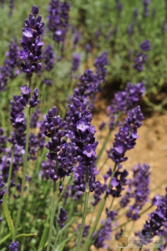 Lavandula angustifolia 'Hidcote Strain' -- Lavendel